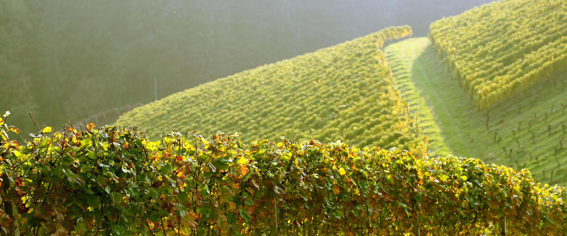 Voir, Sentir et Toucher le Vin